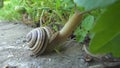 Snail crawl on stone background and eat leaves. Cochlea creeps on the ground and eat grass.