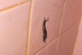 A Snail Crawled On My Bathroom Wall