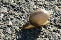 Snail crawling across asphalt