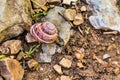 Snail crawling across rocks