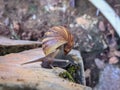 Snail Crawling Across Stone Path Royalty Free Stock Photo