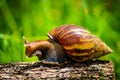 Snail crawling along a path next to wet grass. Close up of the snail taken from side view. Snail has some grass stuck to its shell Royalty Free Stock Photo