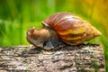 Snail crawling along a path next to wet grass. Close up of the snail taken from side view. Snail has some grass stuck to its shell Royalty Free Stock Photo