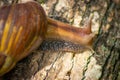 Snail crawling along a path next to wet grass. Close up of the snail taken from side view. Snail has some grass stuck to its shell Royalty Free Stock Photo