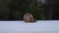 Snail crawling along railing. Media. Close-up of large snail crawling along white railing on blurry green background