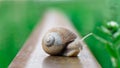 Snail crawling along a railway rail on a green blurred background