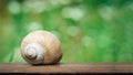 Snail crawling along a railway rail on a green blurred background