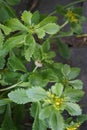 The snail is crawling along Sedum kamtschaticum var. ellacombianum in June. Berlin, Germany