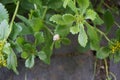 The snail is crawling along Sedum kamtschaticum var. ellacombianum in June. Berlin, Germany