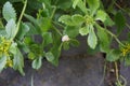 The snail is crawling along Sedum kamtschaticum var. ellacombianum in June. Berlin, Germany