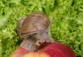 Snail crawling on apple Royalty Free Stock Photo