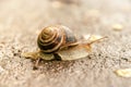 Snail crawling on asphalt