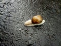 Snail Royalty Free Stock Photo