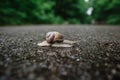 Snail crawling on asphalt close-up view on blurry background