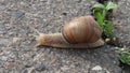 Snail crawling on the asphalt