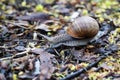 Snail crawling on autumn leaves close up Royalty Free Stock Photo