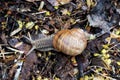 Snail crawling on autumn leaves close up Royalty Free Stock Photo