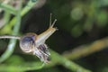 .Snail crawling on the bark after spring rain somewhere in the nature Royalty Free Stock Photo