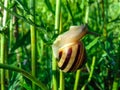 Snail crawling on a blade of grass in the sun. Striped snail shell. Bright green grass. Outdoors