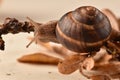 Snail crawling on a branch Royalty Free Stock Photo