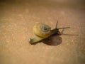 Snail crawling on brick after rain. Royalty Free Stock Photo