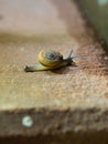 Snail crawling on brick after rain. Royalty Free Stock Photo