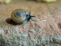 Snail crawling on brick after rain. Royalty Free Stock Photo