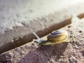 Snail crawling on brick after rain. Royalty Free Stock Photo