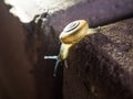 Snail crawling on brick after rain. Royalty Free Stock Photo