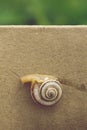 Snail crawling on a cardboard wall in the garden Royalty Free Stock Photo