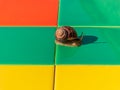 Snail crawling on colorful mosaic tile outdoor. Helix pomatia Roman edible Burgundy mollusk Escargot creep house facade Royalty Free Stock Photo