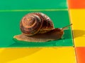 Snail crawling on colorful mosaic tile outdoor. Helix pomatia Roman edible Burgundy mollusk Escargot creep house facade Royalty Free Stock Photo