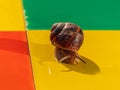 Snail crawling on colorful mosaic tile outdoor. Helix pomatia Roman edible Burgundy mollusk Escargot creep house facade Royalty Free Stock Photo