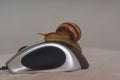 Snail crawling on a computer mouse