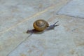 Snail crawling on the concrete.