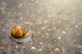 Snail crawling on concrete in shallow water. Snail in water