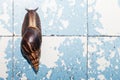 Snail crawling on cracked wall