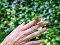Snail crawling on female hand Royalty Free Stock Photo