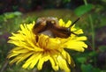 A Snail Crawling On A Flower Of Yellow Dandelion