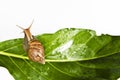 Snail crawling on fresh leaf