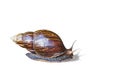 Snail crawling on white background