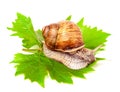 Snail crawling on the grape leaf white background Royalty Free Stock Photo