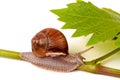 Snail crawling on the grape leaf white background Royalty Free Stock Photo