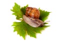 Snail crawling on the grape leaf white background Royalty Free Stock Photo