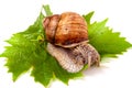 Snail crawling on the grape leaf white background Royalty Free Stock Photo