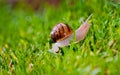 Snail crawling on grass