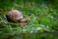 Weinbergschnecke , Snail crawling on the grass in the garden, shallow depth of field