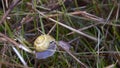 Snail crawling between grass halms Royalty Free Stock Photo