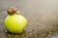 Snail crawling on green apple in shallow water on concrete Royalty Free Stock Photo