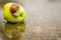 Snail crawling on green apple in shallow water on concrete Royalty Free Stock Photo